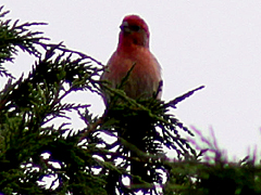 House Finch